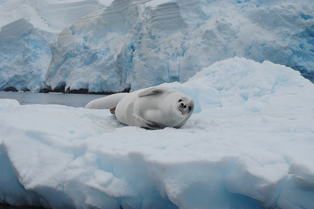 Arctic-Popup-Seal