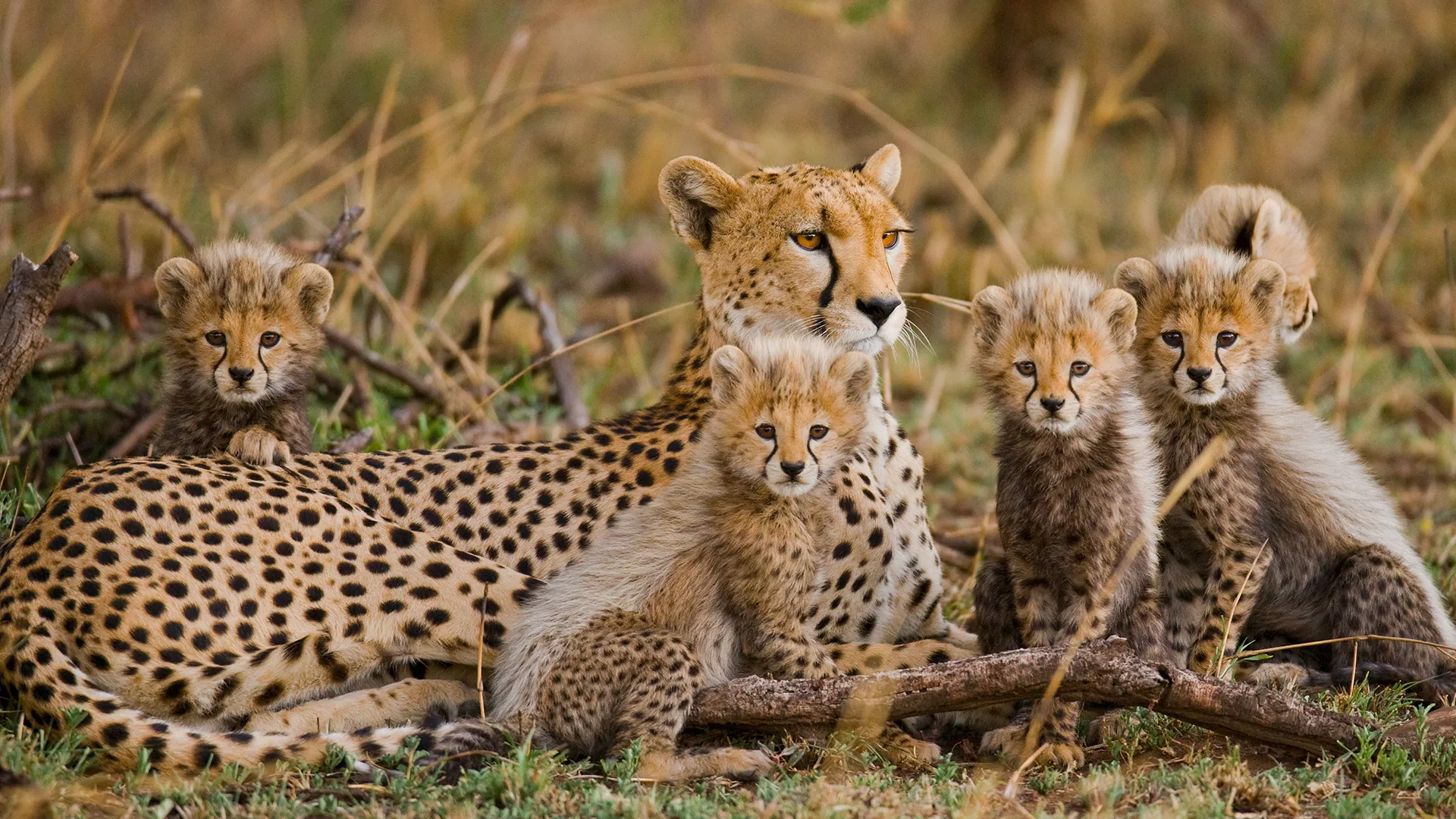 A cheetah mother and her cubs in their natural habitat