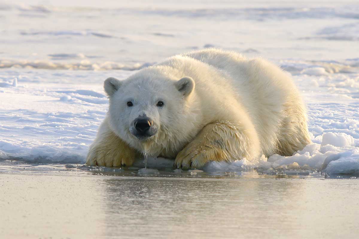 Jewels-of-the-Arctic-Polar-Bear-UNSPLASHjpg