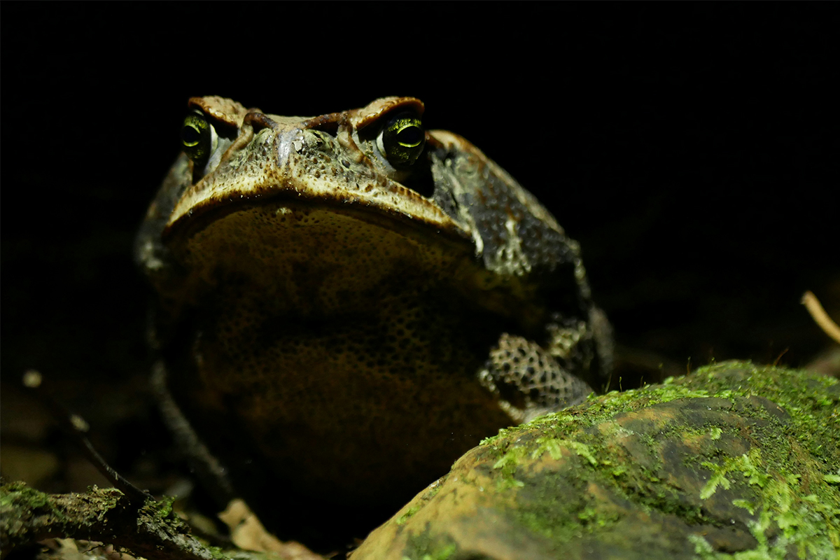 peru frog amazon rainforest