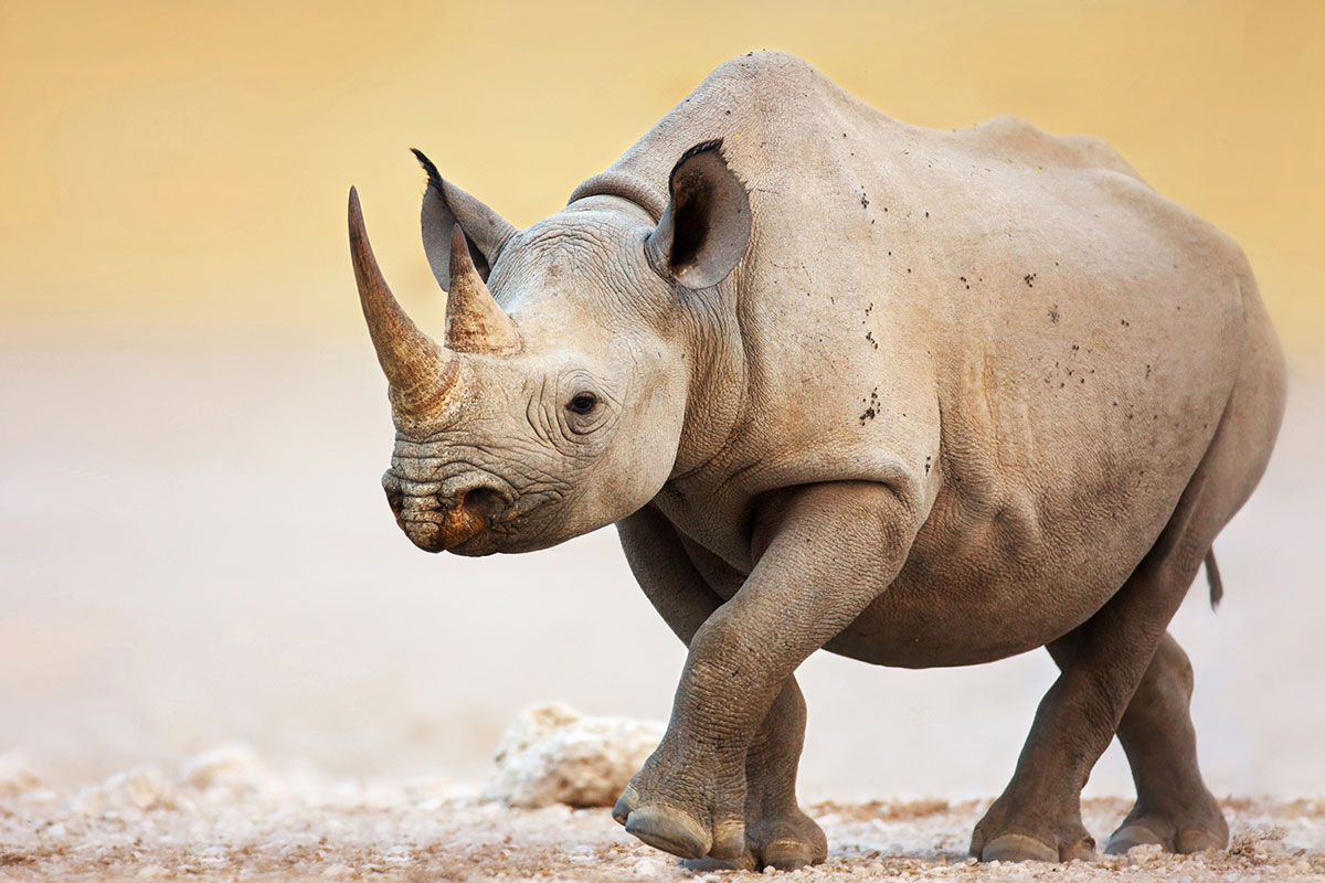 Save-the-Rhino