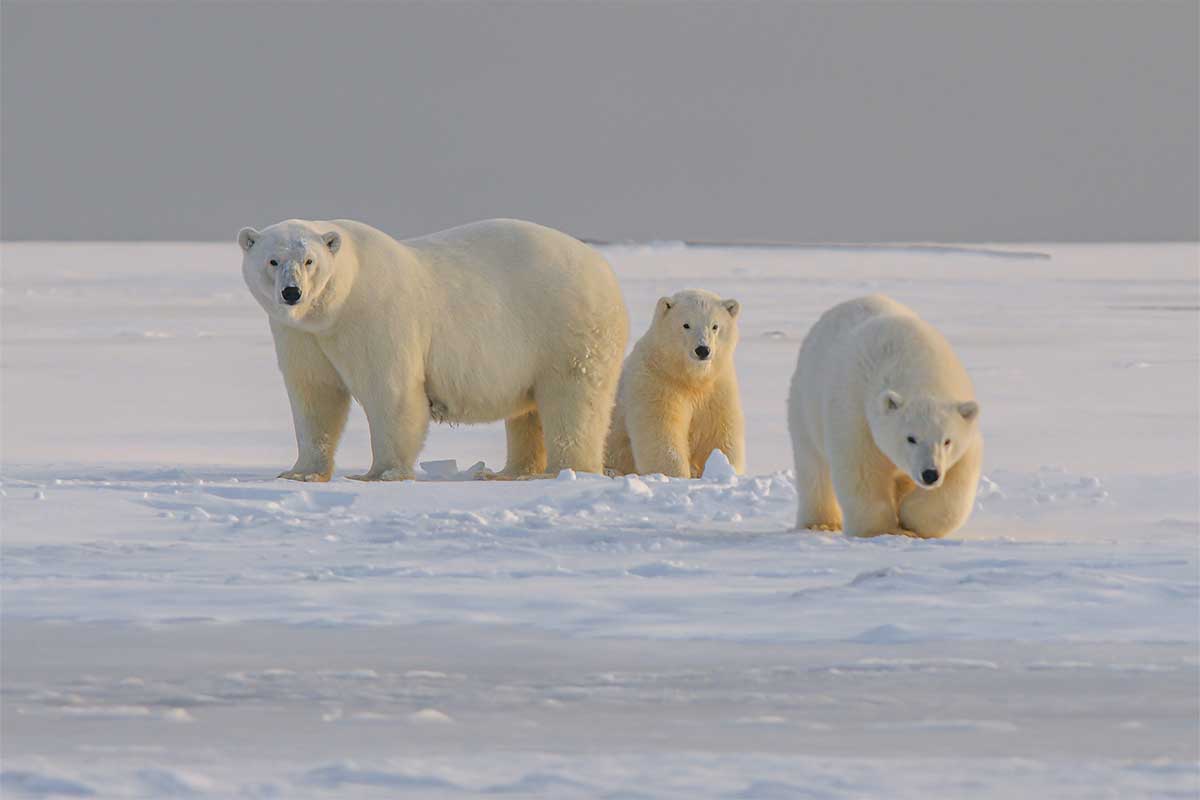 Svalbard-Polar-Bear-1-UNSPLASH