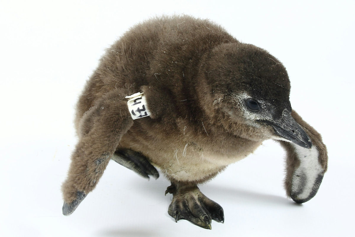 penguin chick antarctic